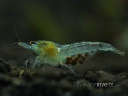 fish - How can I tell if my shrimp is pregnant? - Pets Stack Exchange