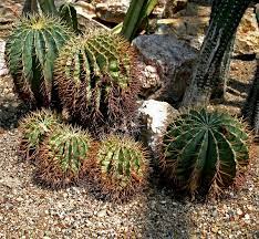 Ferocactus wislizeni,garden bytes from the big apple: Ferocactus Wikipedia