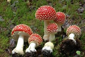 Maybe you would like to learn more about one of these? Poisonous Mushrooms In Norway Helsenorge No