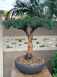 Image result for Acacia sieberiana