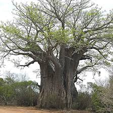 Image result for Adansonia digitata