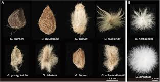 Image result for Gossypioides kirkii