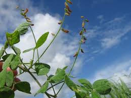 Image result for Rhynchosia heterophylla