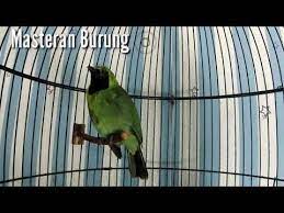 Cucak Ijo Gacor Ngentrok Jambul Nembak Masteran Burung Burung