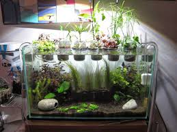 Ruuuey S 17g Riparium The Planted Tank Forum Planted Aquarium Aquaponics Fish Aquarium