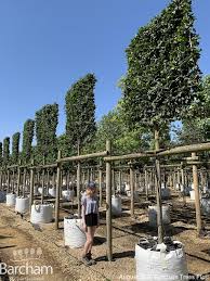 What coltures can it involve? Hornbeam Barcham Trees