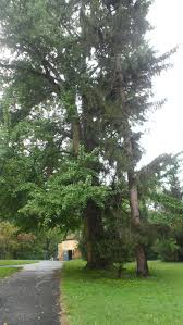 200 Year Old Ginkgo Tree At Ashland Ashland The Henry Clay Estate Lexington Kentucky My Neighborhood Park My Old Kentucky Home Best Places To Live Tree