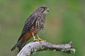 Birds Of Prey Images Nz Falcon Birds Of Prey Beautiful Birds Animal Sculptures
