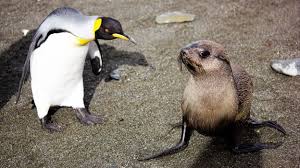 We will describe the most interesting of them. Bbc Earth Seals Discovered Having Sex With Penguins