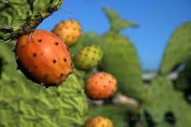 That means no gloves, no tongs, no burning to remove nasty glochids toasting the seeds was a gold mine, and they gave off a rich, nutty aroma, almost like a roasted root, or coffee substitute, almost. W4thgxwbwd6xwm