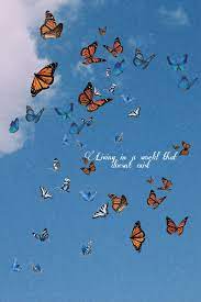 Butterfly Quotes Wallpapers Top Free Butterfly Quotes Backgrounds Wallpaperaccess