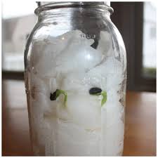 The potato plants themselves are grown from small pieces of mature seed potatoes sold in garden centers or online, certified to be free of diseases; Seed Jar Science Experiment For Spring Stem Activities With Kids