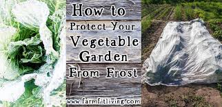 Attach the fencing to the posts except for the top foot. How To Protect Your Vegetable Garden From Frost Farm Fit Living