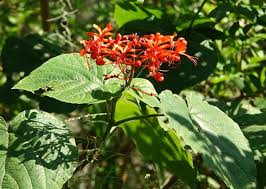 Image result for Clerodendrum buchneri