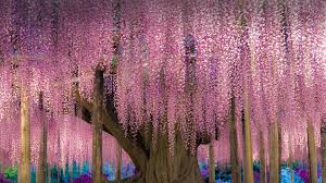Maybe you would like to learn more about one of these? Wisteria Trellis Wallpaper Wallpapers For Tech Flower Wallpaper