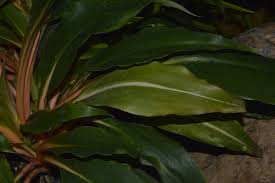 Image result for Chlorophytum filipendulum