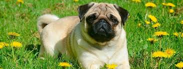 An appropriate name for a female dog who gets you out of bed before the alarm clock does. 195 Of The Best Pug Names That Start With K You Ll Love