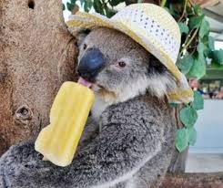 22 adorable animals wearing hats. 14 Animals That Look Cute In Hats Funotic Com