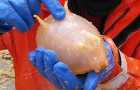 Penyu, kuda laut, buaya dan landak. Asal Lo Tau Nih Babi Laut Untuk Orang Biasa Babi Laut Facebook