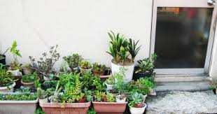 img 1110 jpg picture by hellosandwich photobucket plants small space gardening patio garden