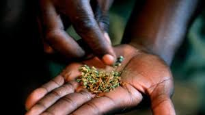 The time it takes the rooting process to be complete varies according to the season, soil type. Microdosing Lsd Is Not Just A Silicon Valley Trend It Is Spreading To Other Workplaces The Independent The Independent