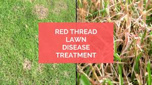 Red Thread Lawn Disease Treatment Easylawnmowing