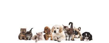 These tips will help ensure that your pet(s) stay safe in the summer weather. Hsjcwa