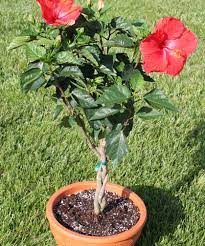 Tropical Hibiscus In Terra Cotta Planting Flowers Same Day Flower Delivery Plants