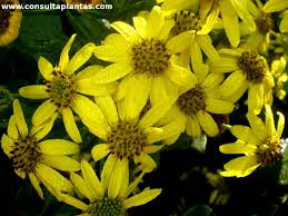Image result for Chrysanthemoides monilifera