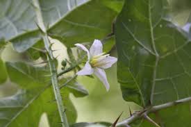 Image result for Solanum capsicoides