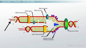 Dna replication and protein synthesis virtual lab sheet answer key : Lagging Strand Of Dna Definition Synthesis Video Lesson Transcript Study Com