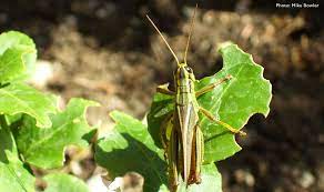 Maybe you would like to learn more about one of these? 6 Natural Strategies For Managing Grasshoppers Northwest Center For Alternatives To Pesticides