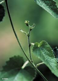 Image result for Tragia glabrata