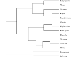 Image result for Nectaropetalum carvalhoi