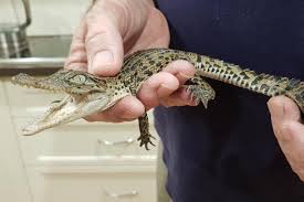 Dozens Of Baby Crocodiles Confirmed Missing From Nt Crocodile Park Abc News