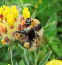 Image result for Bombus distinguendus