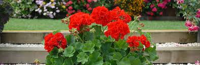 While these leafy greens can withstand cold nights, it's recommended that swiss chard seeds are sowed at least 50 days before the first hard frost for a fruitful fall harvest. What To Do In The Garden In July Thompson Morgan