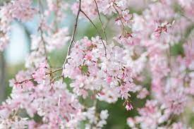 The fruit hangs where the flowers did before. Favorite Weeping Cherry Trees For Your Garden