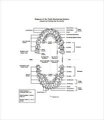 Baby Teeth Chart 8 Free Pdf Documents Download Free