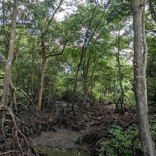 Jeden tag werden tausende neue, hochwertige bilder hinzugefügt. Taman Paya Bakau