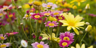 Check spelling or type a new query. 25 Colorful Types Of Daisies Daisy Varieties For Your Garden