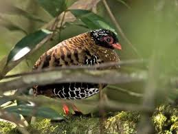 Hutang yang dulu belum dibayar, sudah berhutang lagi. Datar Harga Burung Puyuh Hari Ini September 2020 Lengkap