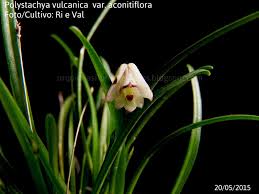 Image result for Polystachya aconitiflora
