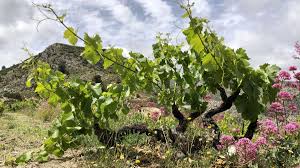 wein aus alicante ohne sulfite franzose steigt in vermarktung ein costa blanca