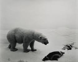 Hiroshi Sugimoto 杉本博司| Polar Bear 北極熊| Contemporary Day Auction | 2023 |  Sotheby's