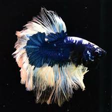 Male Betta Fancy Blue Galaxy Brush Tails Fb46 From Thailand Betta Betta Fish Fancy