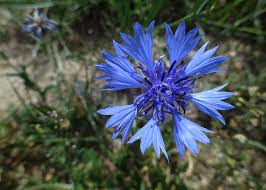 Fiordaliso Significato Simbologia E Linguaggio Del Fiordaliso
