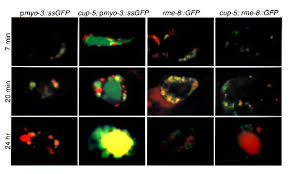 Sayın yılmaz çolak'ın kurban bayram mesajı kurban bayramımızı personel, öğrenci ve kursiyerlerimiz adına en içten dileklerimle kutlar; Regulation Of Endocytosis By Cup 5 The Caenorhabditis Elegans Mucolipin 1 Homolog Nature Genetics