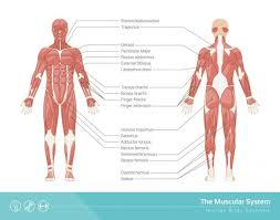 Labeled vector diagram showing some of the muscles which keep the body erect, vintage engraving. 2 386 Muscular System Vector Images Free Royalty Free Muscular System Vectors Depositphotos