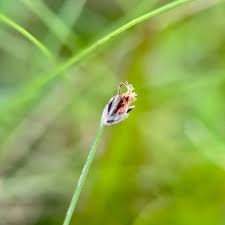 Image result for Eleocharis retroflexa